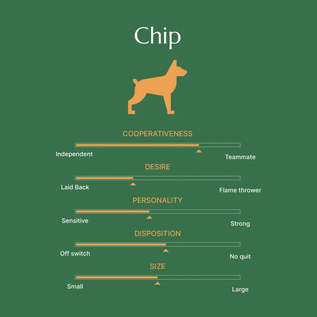 Berry Creek Labs & Cockers|Chip