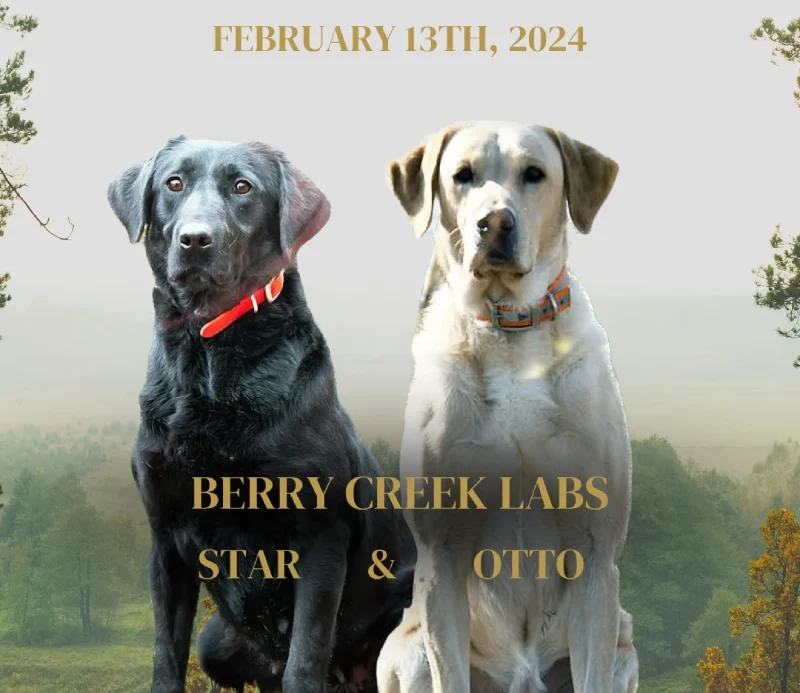 Berry Creek Labs & Cockers|Labrador Puppies