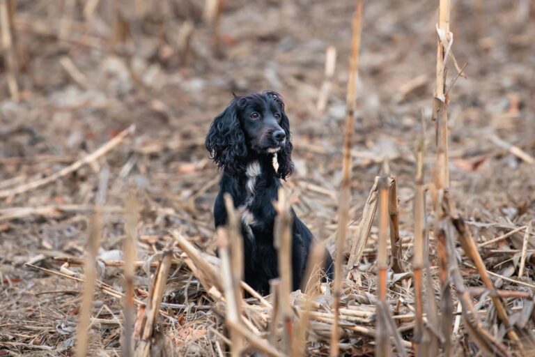 Berry Creek Labs & Cockers | The Enduring Allure of the English Cocker Spaniel: A Guide to Adoption