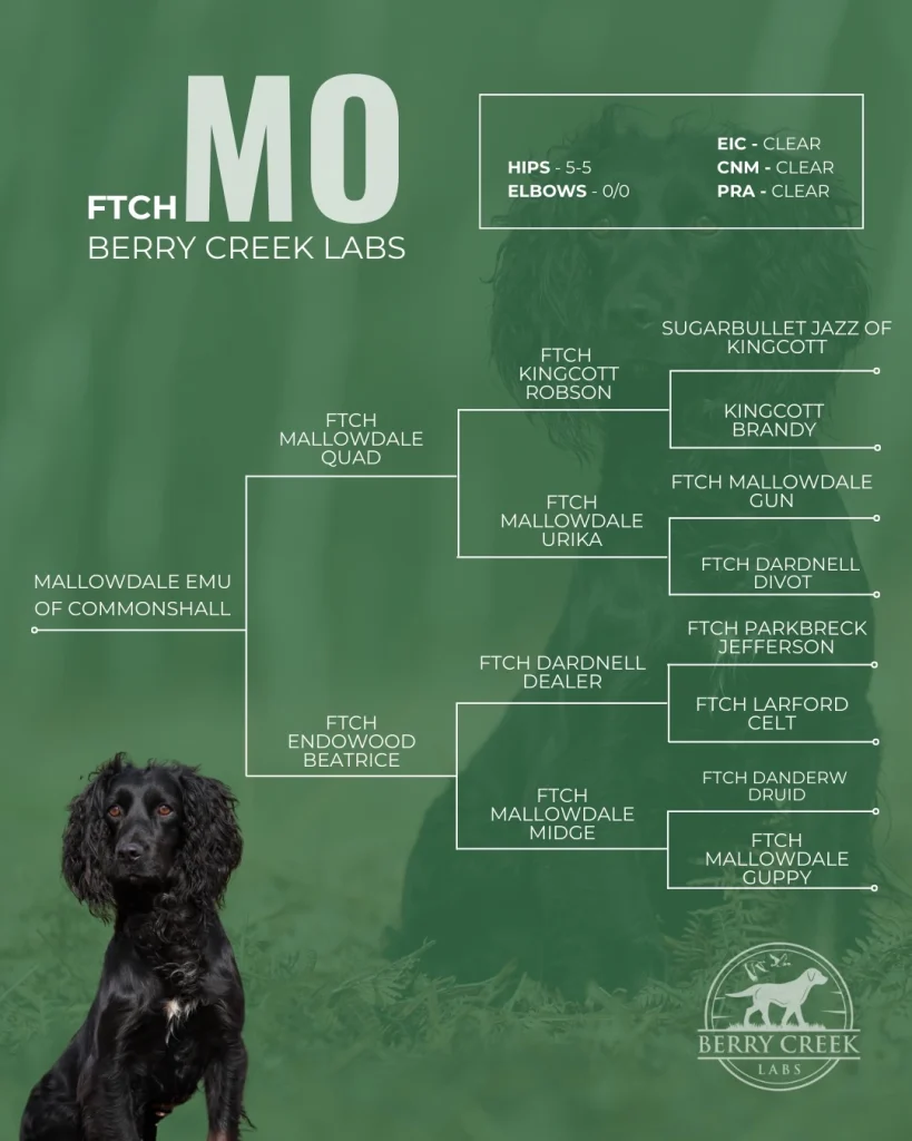 Cocker Spaniel stud Mo's five-generation pedigree chart with health clearances, showcasing his lineage of Field Trial Champions, from Berry Creek Labs.