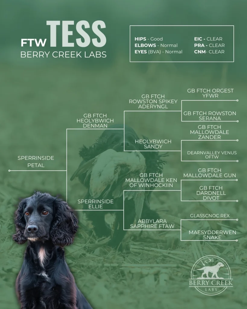 Berry Creek Labs & Cockers | Tess Sperrinside Petal "Tess," a high-quality Cocker Spaniel from Berry Creek Labs, featuring pedigree details and health clearances, set against a blurred outdoor background.