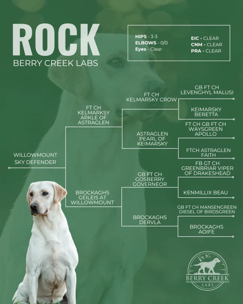 Berry Creek Labs & Cockers | Rock