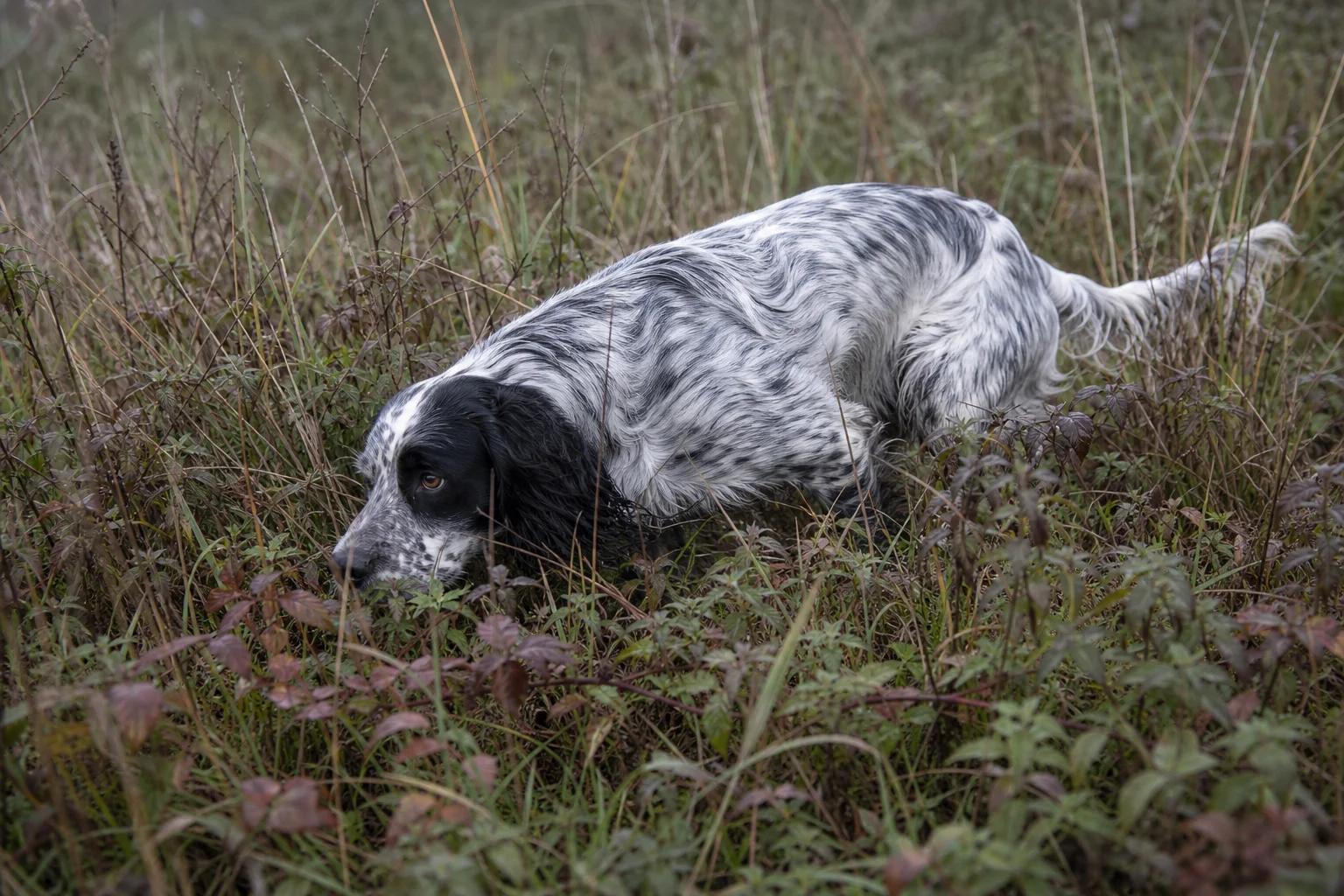 Berry Creek Labs & Cockers | English Field Bred Cocker Spaniels: The Versatile Hunting Companion An english cocker spaniel working through dense upland cover, nose down and quartering toward the handler in a field of tall grass