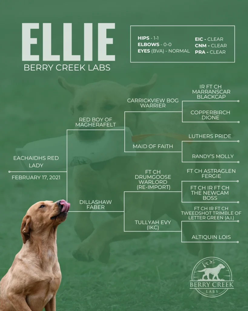 Berry Creek Labs & Cockers | Ellie