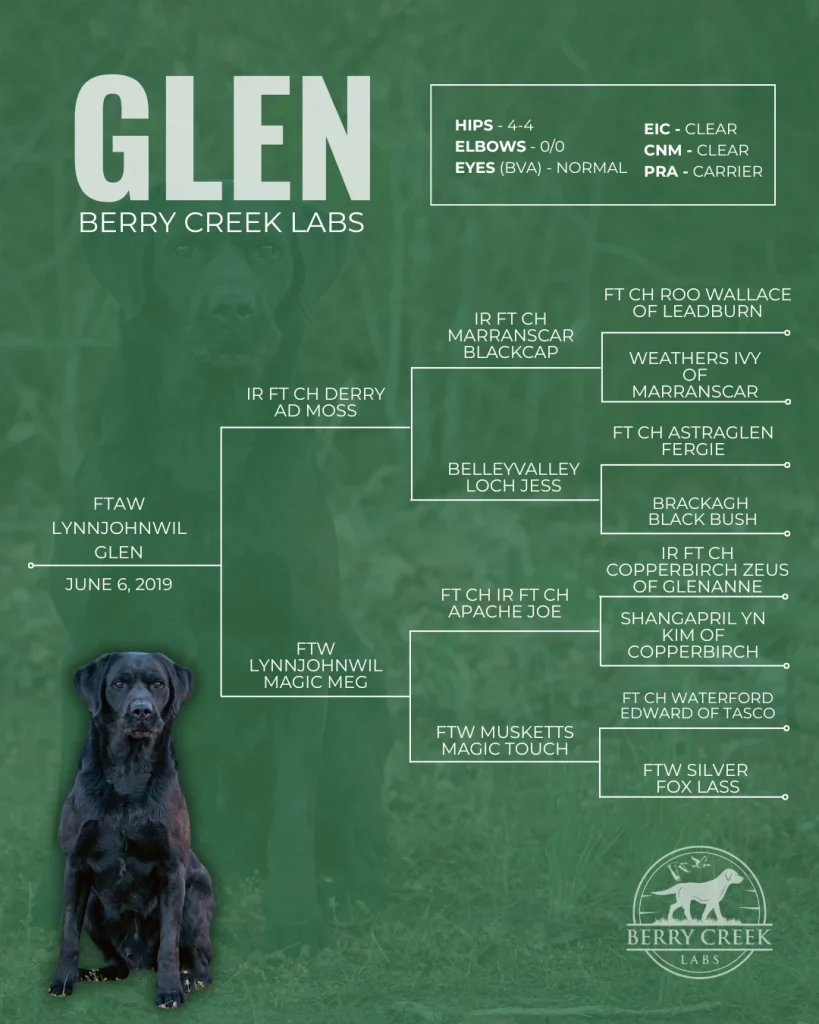 Berry Creek Labs & Cockers | Glen