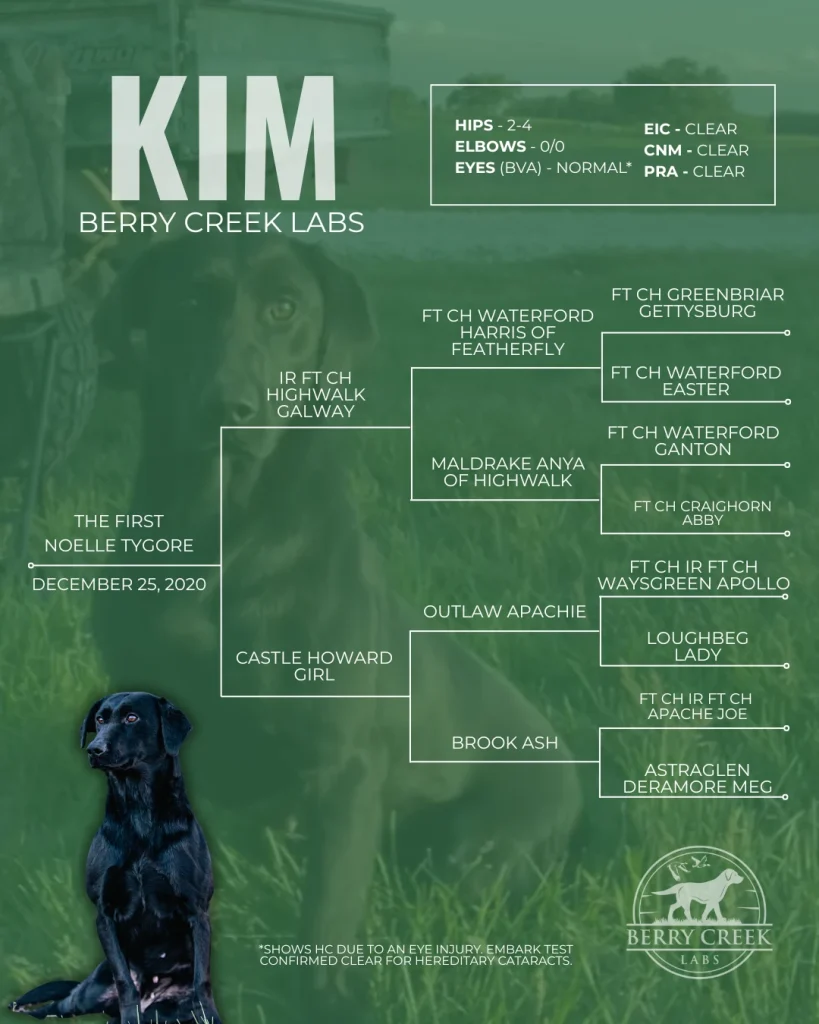 Berry Creek Labs & Cockers | Kim