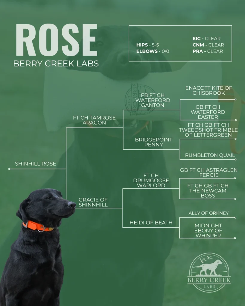 Berry Creek Labs & Cockers | Rose (Lab)