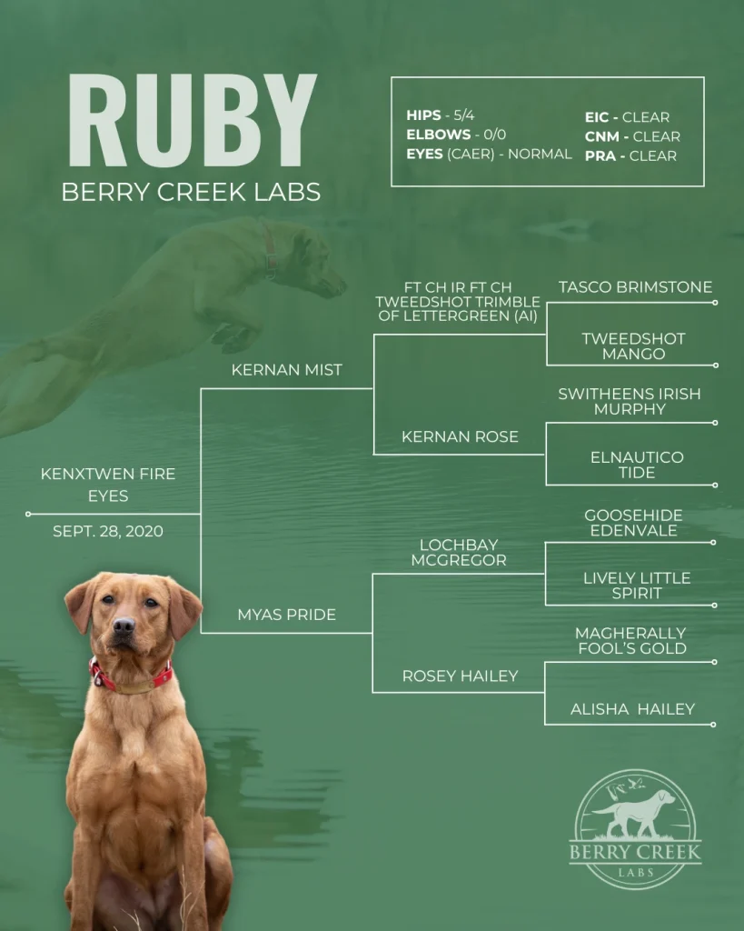 Berry Creek Labs & Cockers | Ruby
