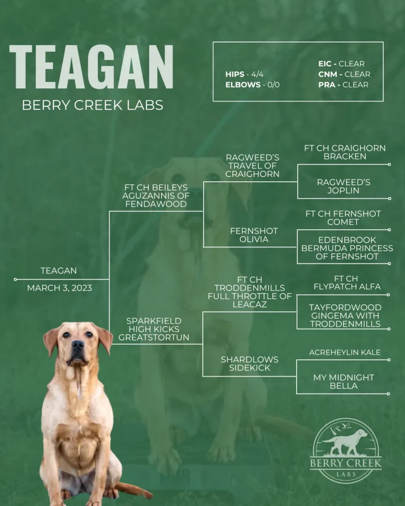 Berry Creek Labs & Cockers | Teagan