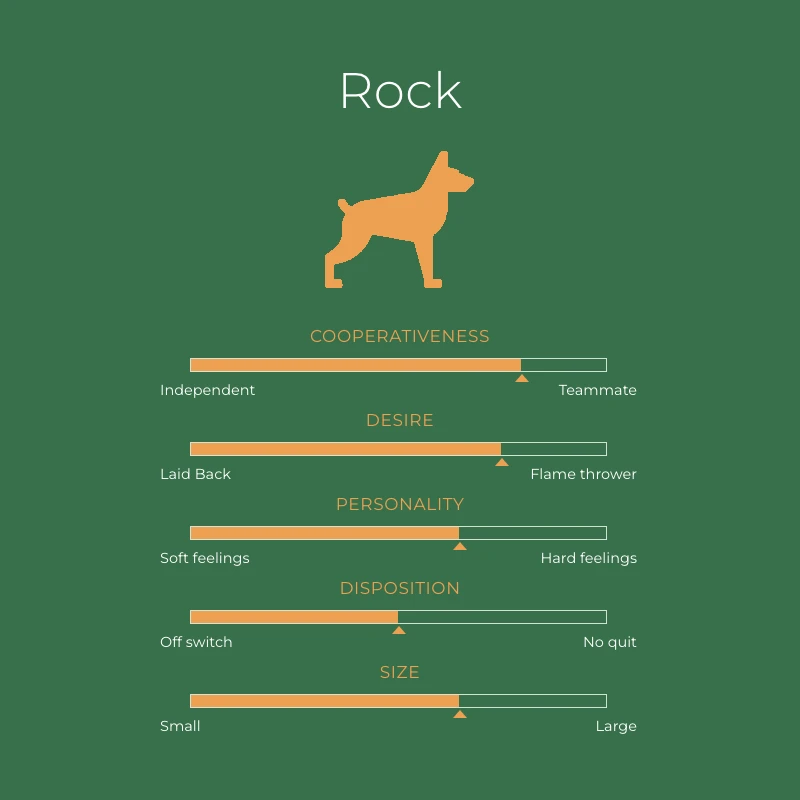 Rock British Labrador stud traits chart: cooperativeness, desire, personality, disposition and size