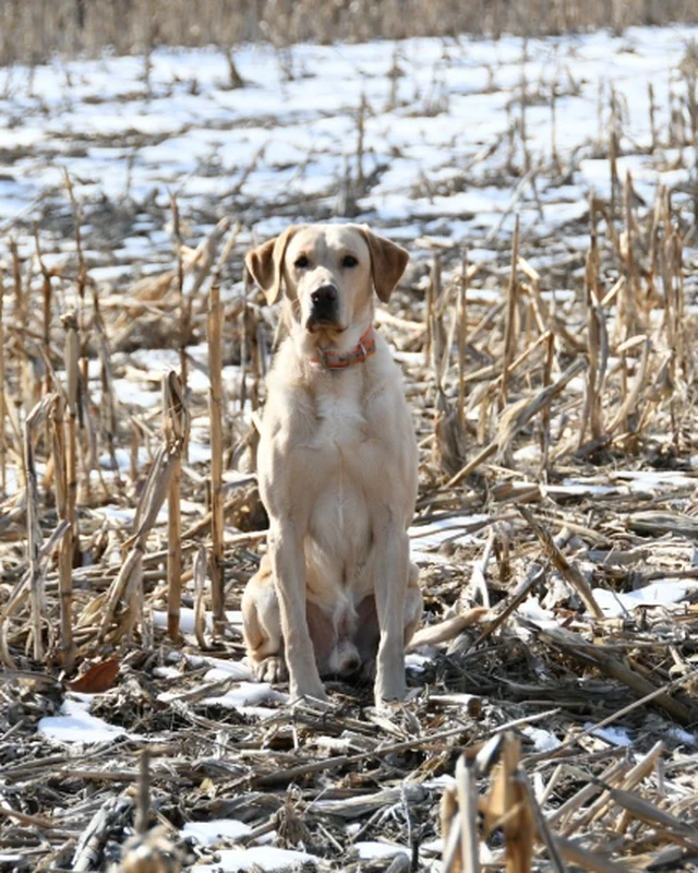 Glen, British Labrador stud at Berry Creek Labs
