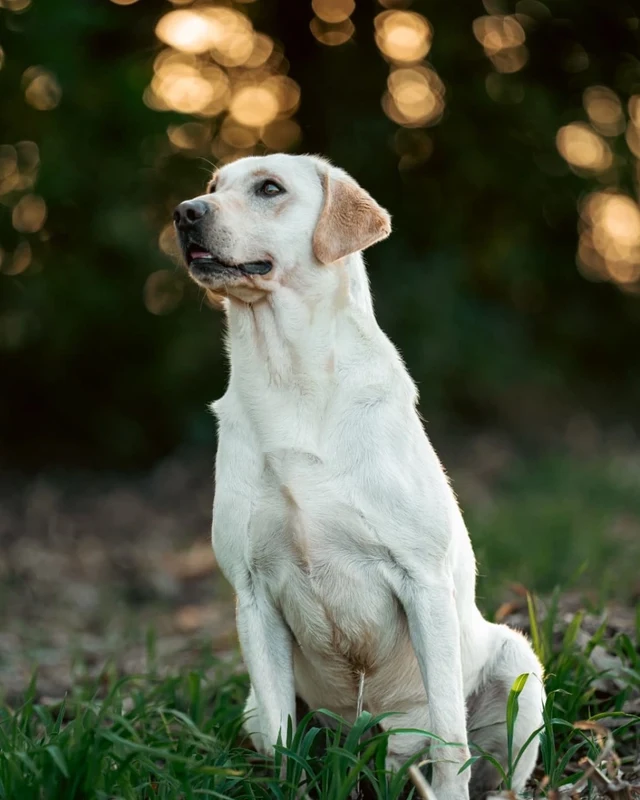 Otto, British Labrador stud at Berry Creek Labs