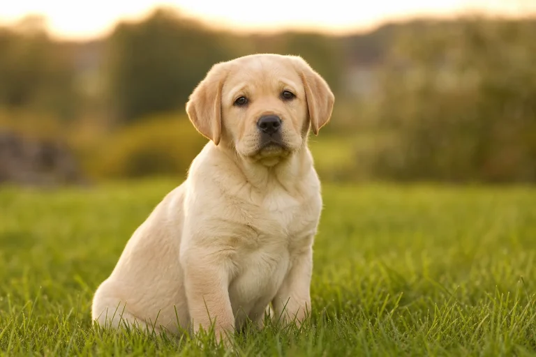 Labrador Retriever puppy in a grass field, featured in the complete guide to buying your first Labrador Retriever