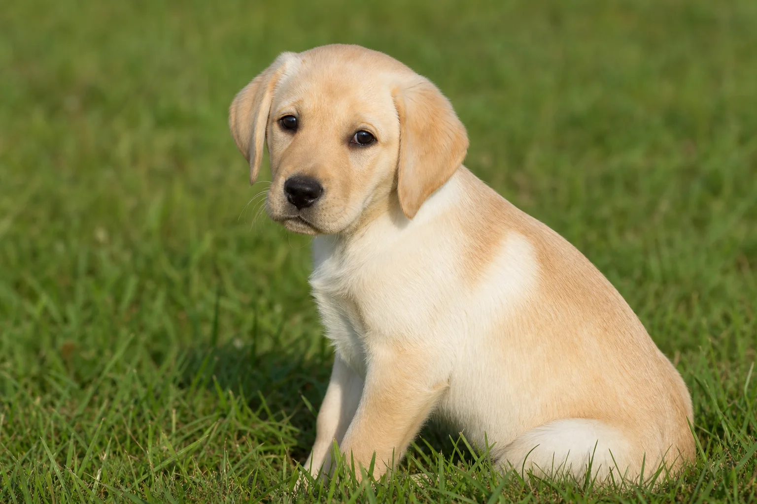 Yellow Labrador puppy showing coat color shades from cream to gold in a grassy field