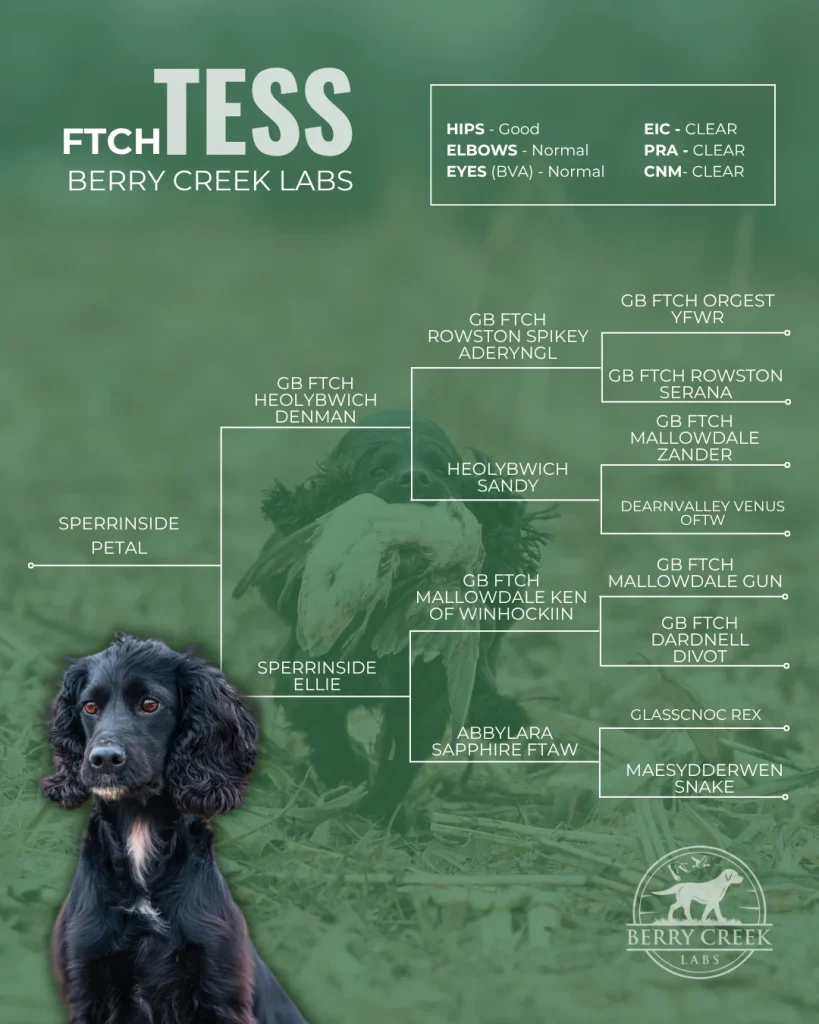 FTCH Tess pedigree, Berry Creek Labs cocker spaniel dam